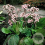 Bergenia 'Silberlicht' GM P9