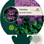 Stachys macrantha 'Superba' GM P9