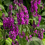 Stachys officinalis GM P9