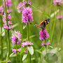 Stachys officinalis GM P9