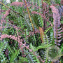 Blechnum penna-marina GM P9