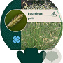 Bouteloua gracilis GM P9