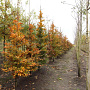 Fagus syl. 'Atropunicea' 12-14 HO draadkluit geveerd
