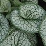 Brunnera macr. 'Sea Heart' GM P9