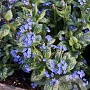 Brunnera macr. 'Sea Heart' GM P9