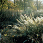 Calamagrostis brachytricha GM P9