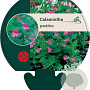 Calamintha grandiflora GM P9