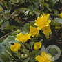 Caltha palustris GM P9