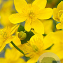 Caltha palustris GM P9