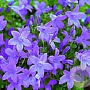 Campanula 'Birch Hybrid' GM P9