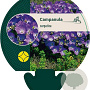 Campanula carpatica GM P9