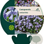 Campanula cochleariifolia GM P9
