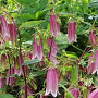 Campanula 'Elizabeth' GM P9