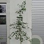 Ginkgo biloba 175-200 cm 7,5L gebonden vertakt