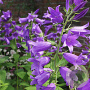 Campanula latifolia GM P9