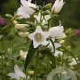 Campanula latifolia 'Alba' GM P9