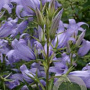 Campanula latifolia 'Gloaming' GM P9