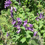 Campanula latifolia macrantha GM P9