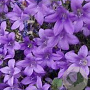 Campanula p. 'Catharina' GM P9