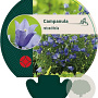 Campanula rotundifolia GM P9