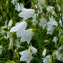 Campanula rotund. 'White Gem' GM P9
