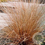 Carex buchananii GM P9