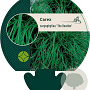 Carex caryophyllea 'the Beatles' GM P9