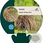 Carex comans 'Bronze Form' GM P9