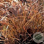 Carex comans 'Kupferflamme' GM P9
