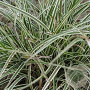 Carex conica 'Snowline' GM P9