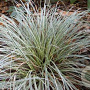 Carex conica 'Snowline' GM P9