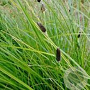 Carex dipsacea GM P9