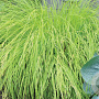 Carex elata 'Aurea' GM P9