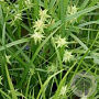 Carex grayi GM P9