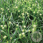 Carex grayi GM P9
