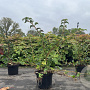 Hydrangea anomala petiolaris 40-50 cm 3,0L