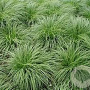 Carex montana GM P9