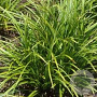 Carex morrowii GM P9