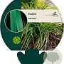 Carex morrowii GM P9