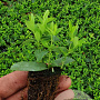 Hypericum calycinum GM stektray 104 gaats