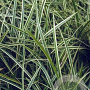 Carex morrowii 'Gilt Edge' GM P9