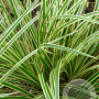Carex morrowii 'Aureovariegata' GM P9