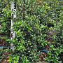 Ilex aquipernyi Dragon Lady 80-100 cm met kluit
