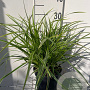 Carex morrowii 'Ice Dance' GM 2,0L