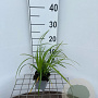 Carex morrowii 'Irish Green' GM P9