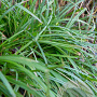 Carex morrowii 'Irish Green' GM P9