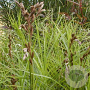 Carex muskingumensis GM P9