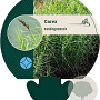 Carex muskingumensis GM P9
