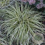 Carex ornithopoda 'Variegata' GM P9