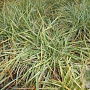 Carex ornithopoda 'Variegata' GM P9